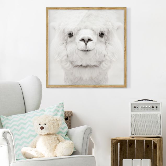 Tiere Bilder mit Rahmen Lächelndes Alpaka