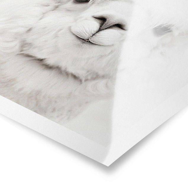 Poster kaufen Lächelndes Alpaka