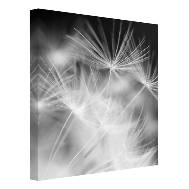 Leinwandbild - Bewegte Pusteblumen Nahaufnahme auf schwarzem Hintergrund - Quadrat 1:1