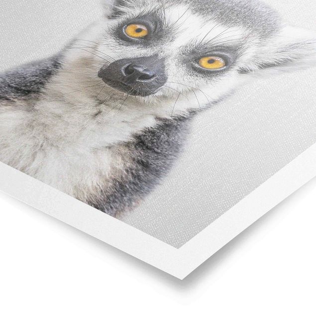 schöne Bilder Lemur Ludwig