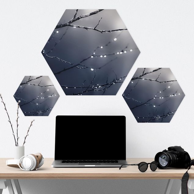 Hexagon Bild Forex - Lichttropfen am Birkenzweig