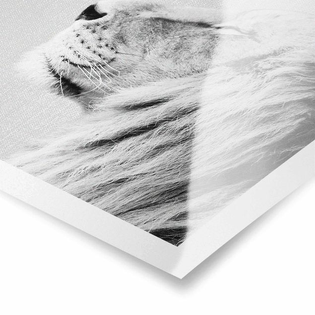 Poster kaufen Löwe Leopold Schwarz Weiß