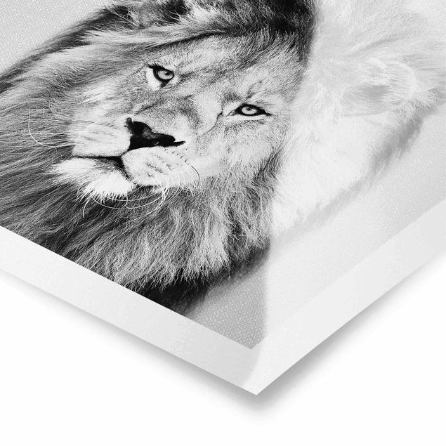 Poster kaufen Löwe Linus Schwarz Weiß
