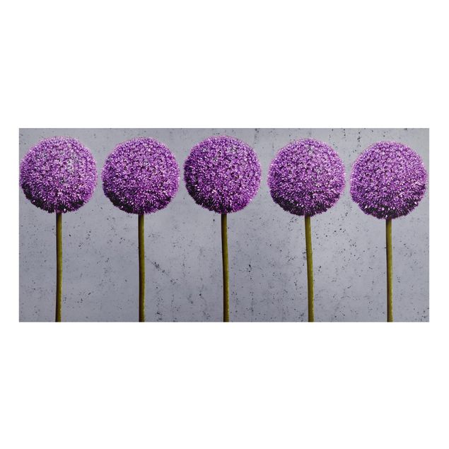 schöne Bilder Allium Kugel-Blüten