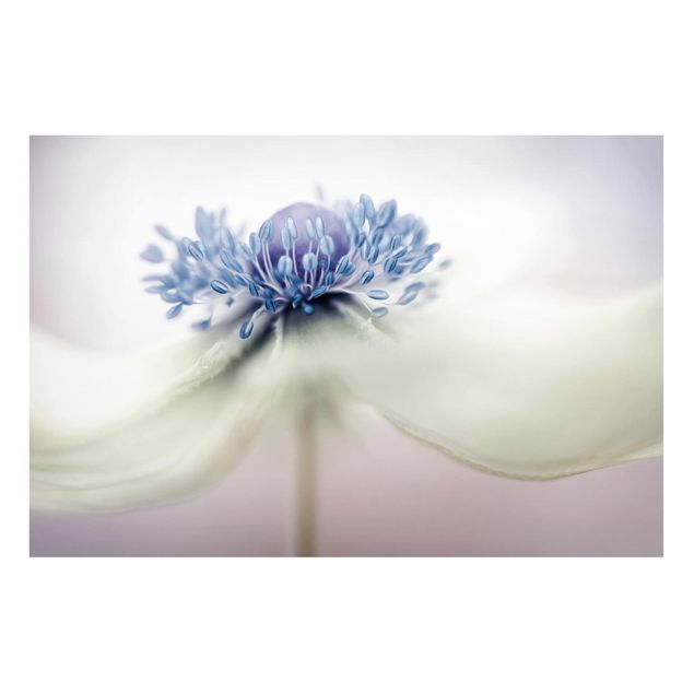 schöne Bilder Anemone in Violett