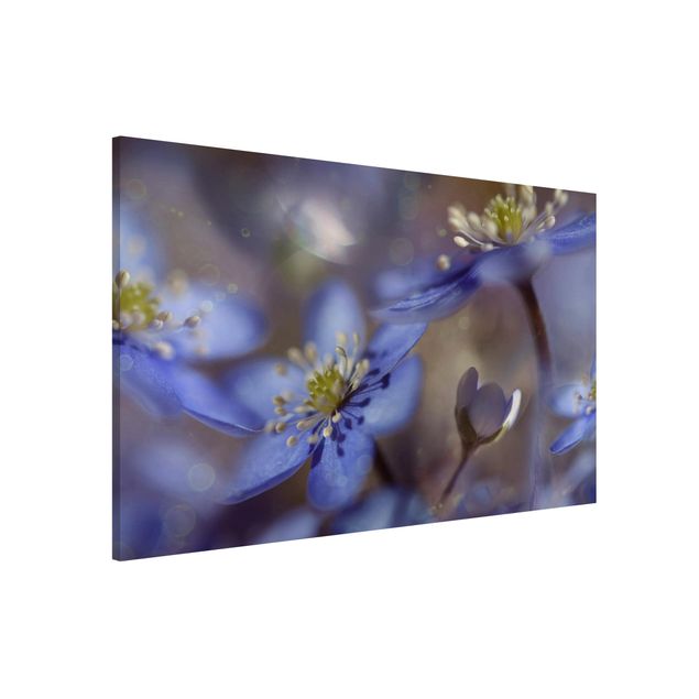 Magnettafel Blume Anemonen in Blau