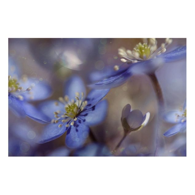 Bilder Anemonen in Blau