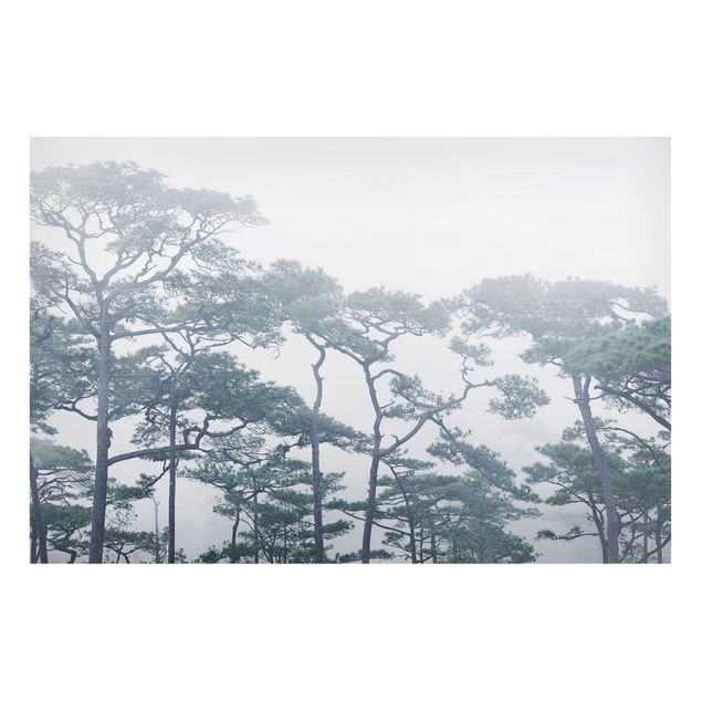 Wandbilder Baumkronen im Nebel