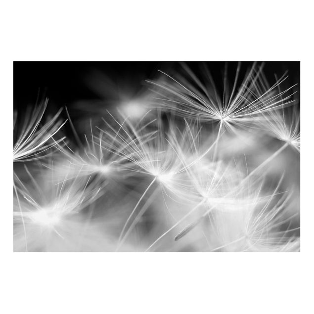 Magnettafel - Bewegte Pusteblumen Nahaufnahme auf schwarzem Hintergrund - Memoboard Hoch