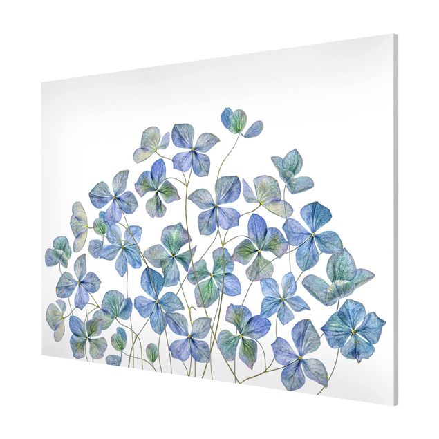 Magnettafel mit Motiv Blaue Hortensienblüten