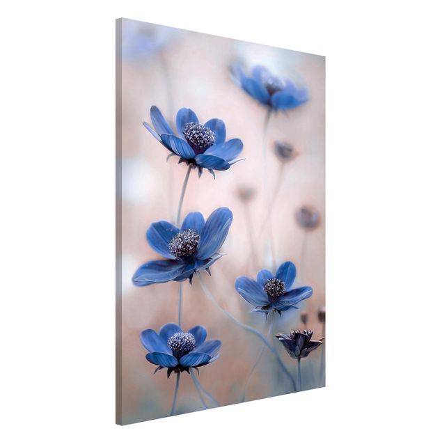 Magnettafel Blume Blaue Kosmeen