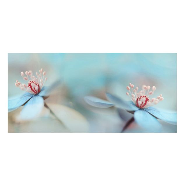 Bilder Blüten in Hellblau