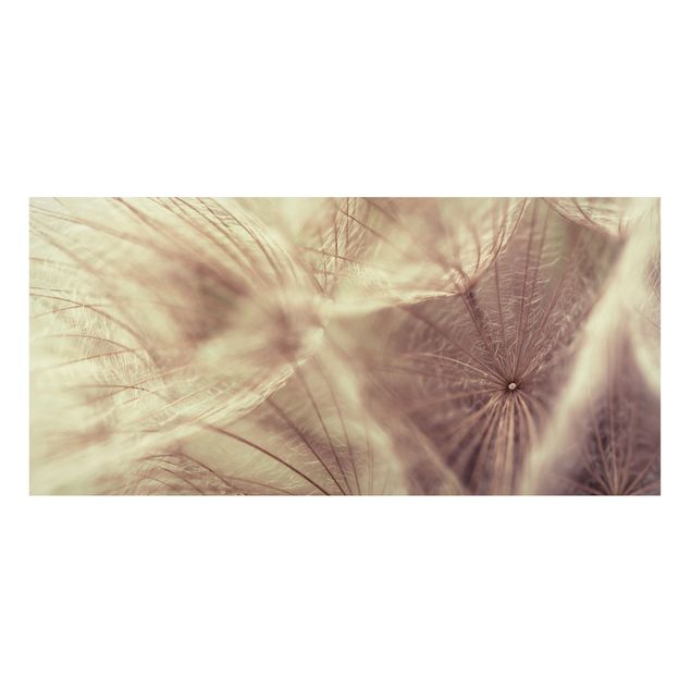 schöne Bilder Detailreiche Pusteblumen Makroaufnahme mit Blur Effekt