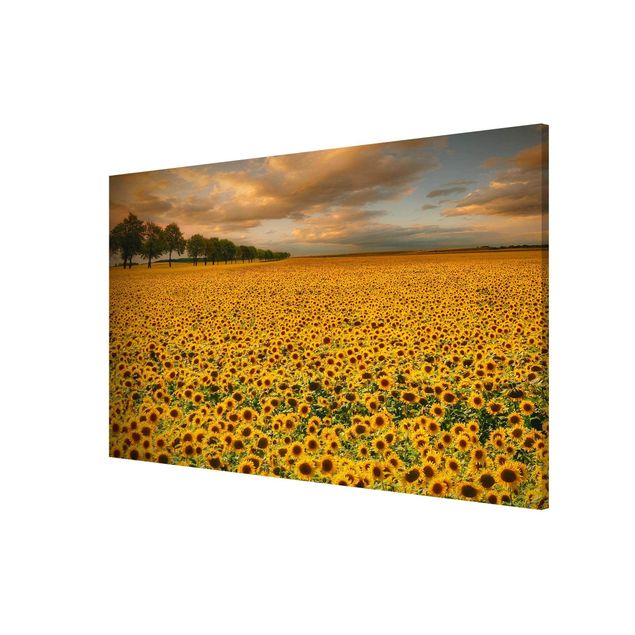 Magnettafel Motiv Feld mit Sonnenblumen