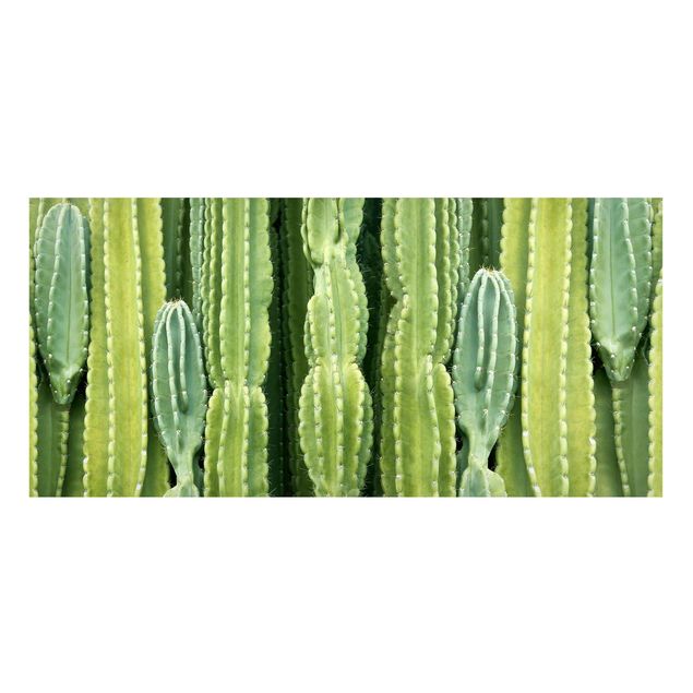schöne Bilder Kaktus Wand