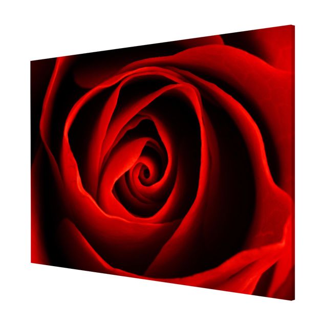 Magnettafel Motiv Liebliche Rose