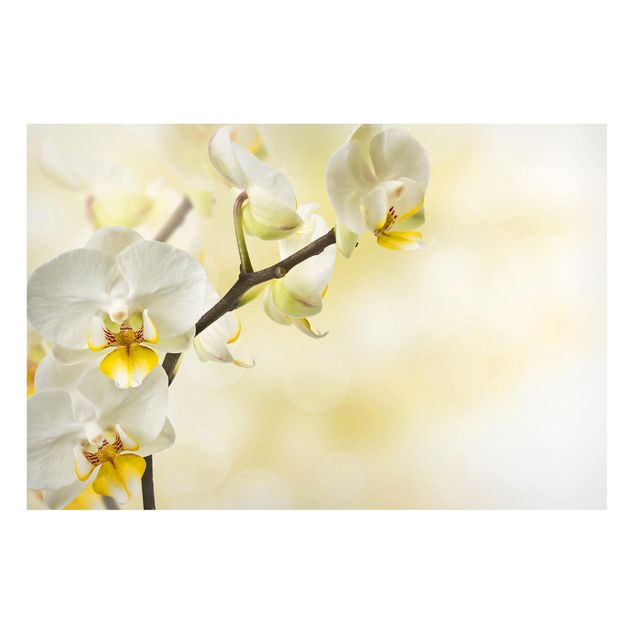 schöne Bilder Orchideen Zweig