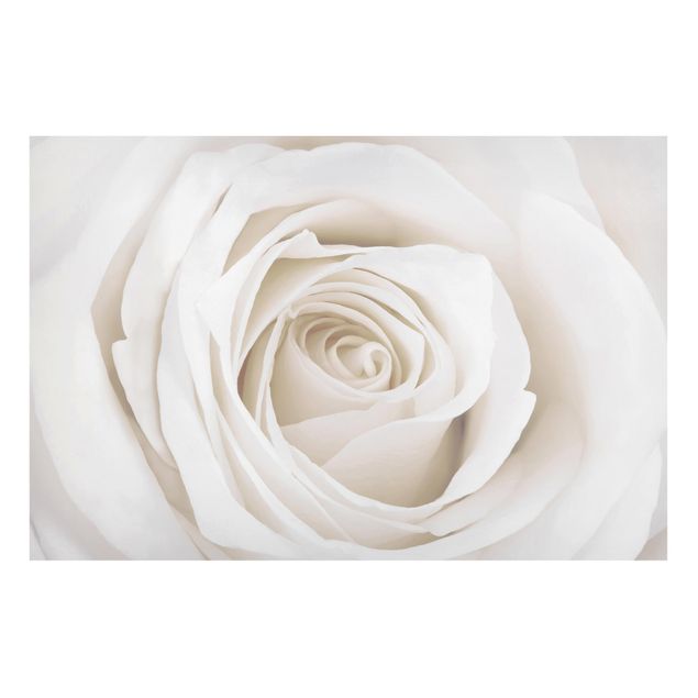 Magnettafel - Pretty White Rose - Memoboard Quer