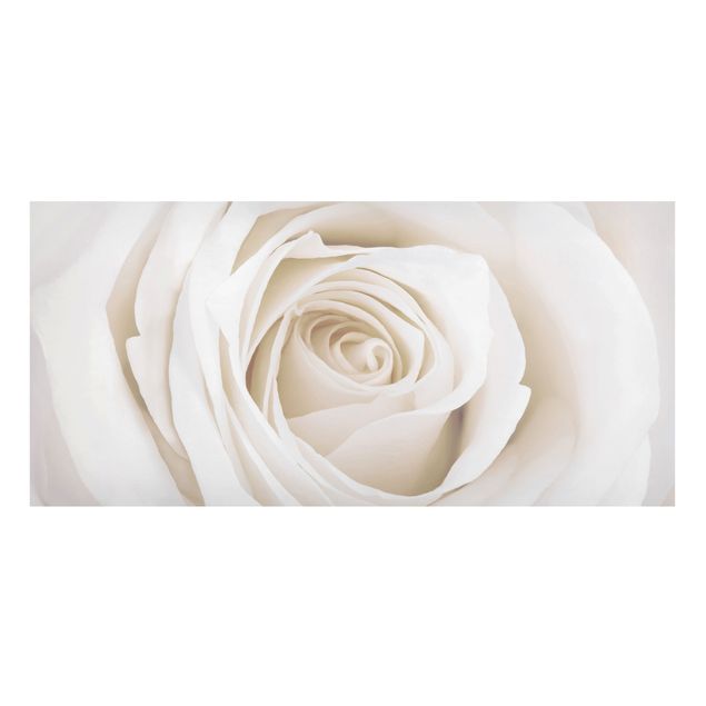 Bilder Pretty White Rose