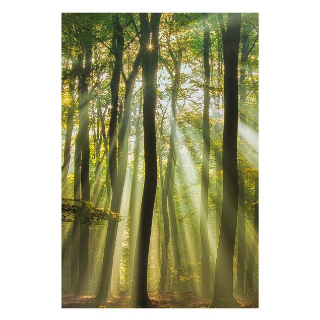 Bilder Sonnentag im Wald