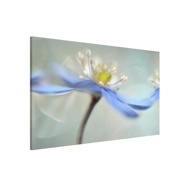 Magnettafel Blume Tanzende Anemonen