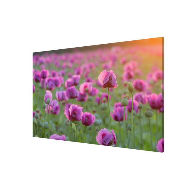Wandbilder Violette Schlafmohn Blumenwiese im Frühling