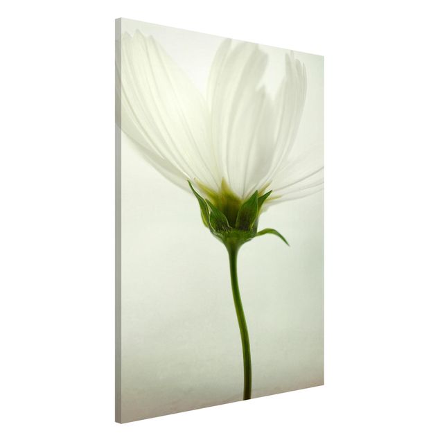 Magnettafel Blume Weiße Cosmea