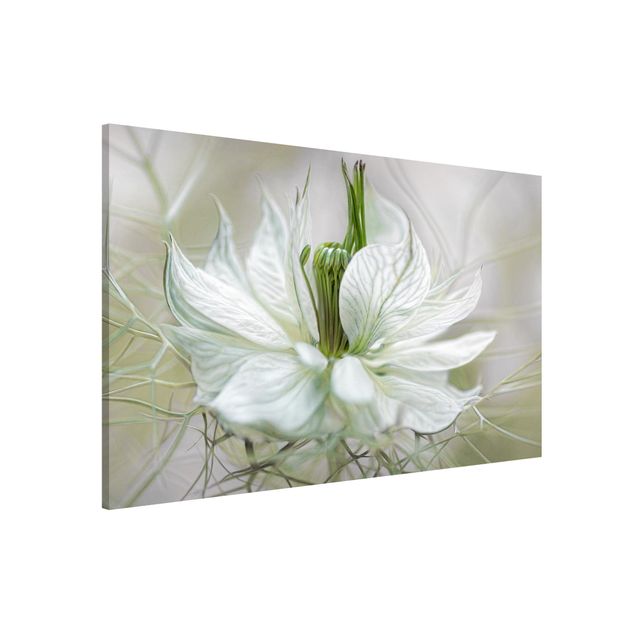 Magnettafel Blume Weiße Nigella