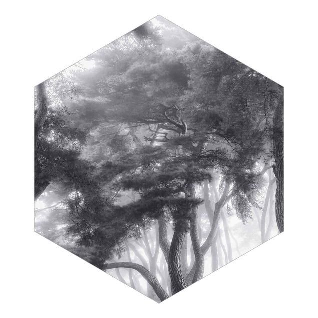 Hexagon Mustertapete selbstklebend - Majestätische Bäume in Schwarz-weiß