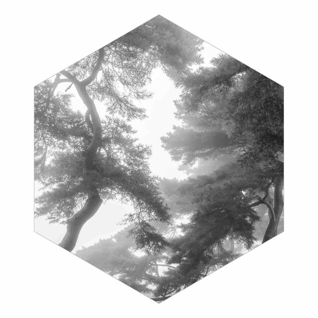Hexagon Mustertapete selbstklebend - Majestätischer Wald in Schwarz-weiß