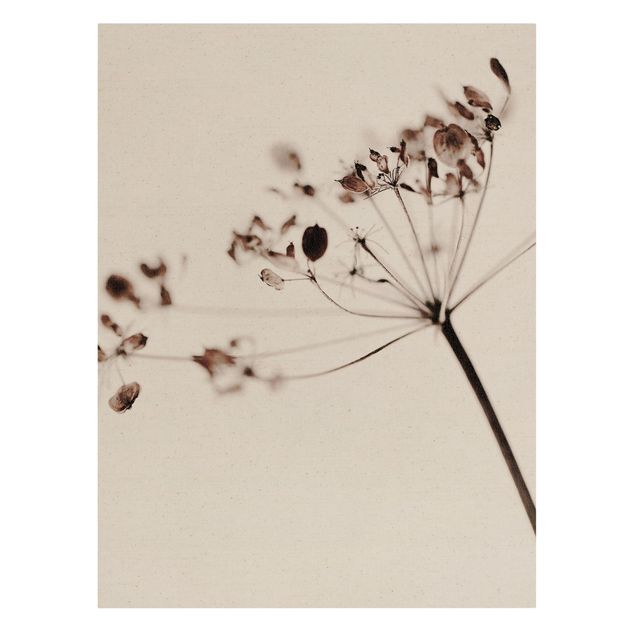 Leinwandbilder Makroaufnahme Trockenblume im Schatten