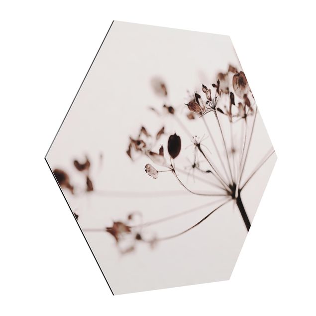 Hexagon Bild Alu-Dibond - Makroaufnahme Trockenblume im Schatten