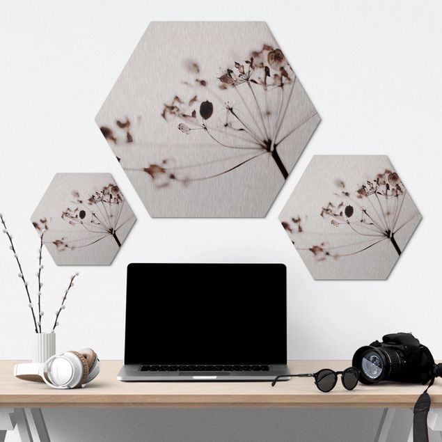 Hexagon Bild Alu-Dibond - Makroaufnahme Trockenblume im Schatten