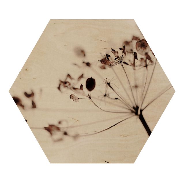Hexagon Bild Holz - Makroaufnahme Trockenblume im Schatten