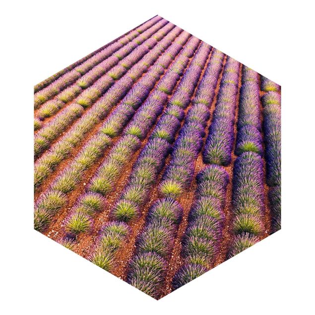 Fototapete selbstklebend Malerisches Lavendelfeld