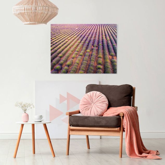 Leinwandbilder Malerisches Lavendelfeld