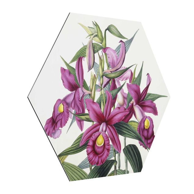 Hexagon-Alu-Dibond Bild - Maxim Gauci - Orchidee I