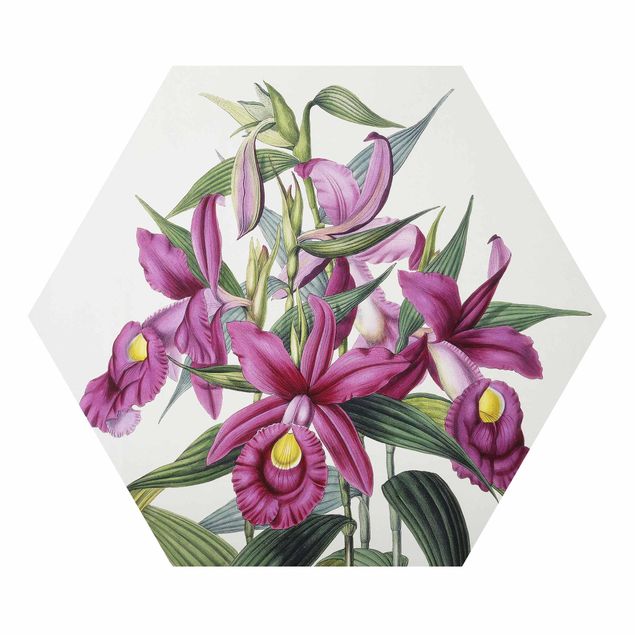 Hexagon-Alu-Dibond Bild - Maxim Gauci - Orchidee I