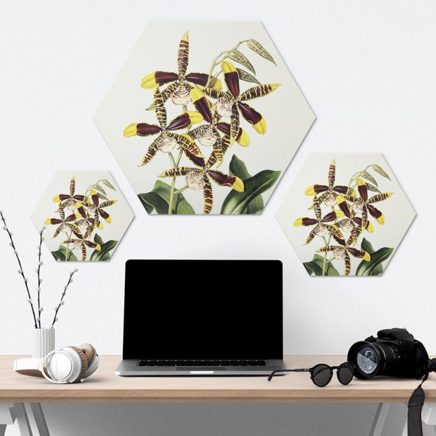 Hexagon-Alu-Dibond Bild - Maxim Gauci - Orchidee II