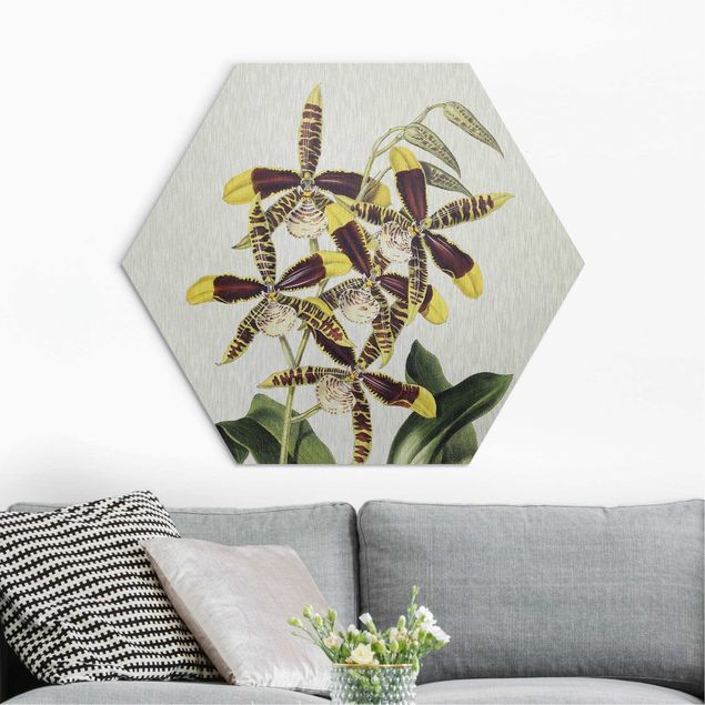 Hexagon-Alu-Dibond Bild - Maxim Gauci - Orchidee II