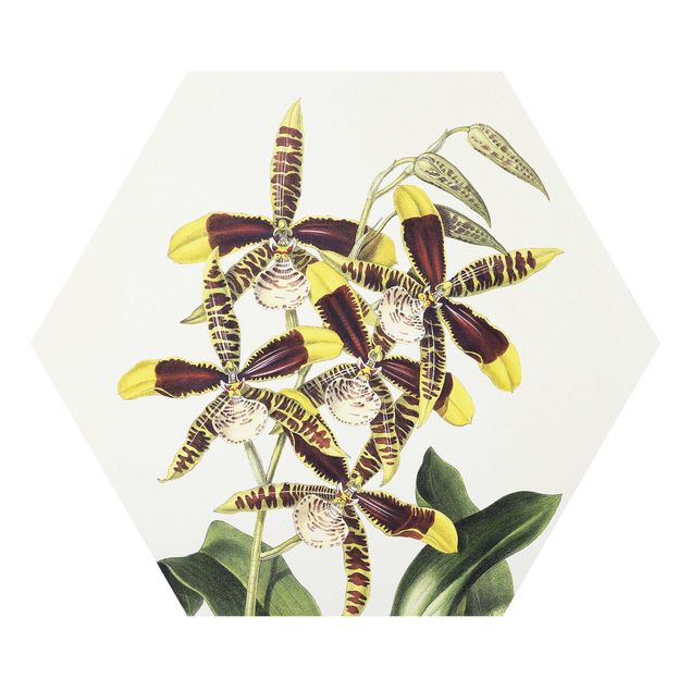 Hexagon-Forexbild - Maxim Gauci - Orchidee II