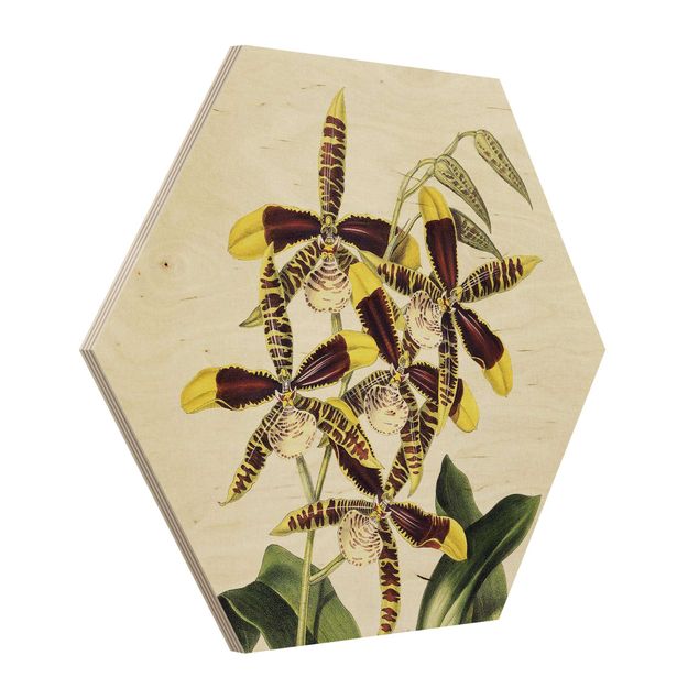 Hexagon-Holzbild - Maxim Gauci - Orchidee II