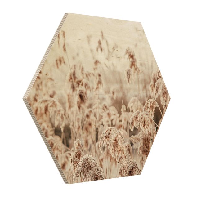 Hexagon Bild Holz - Meer von sonnigem Schilfgras