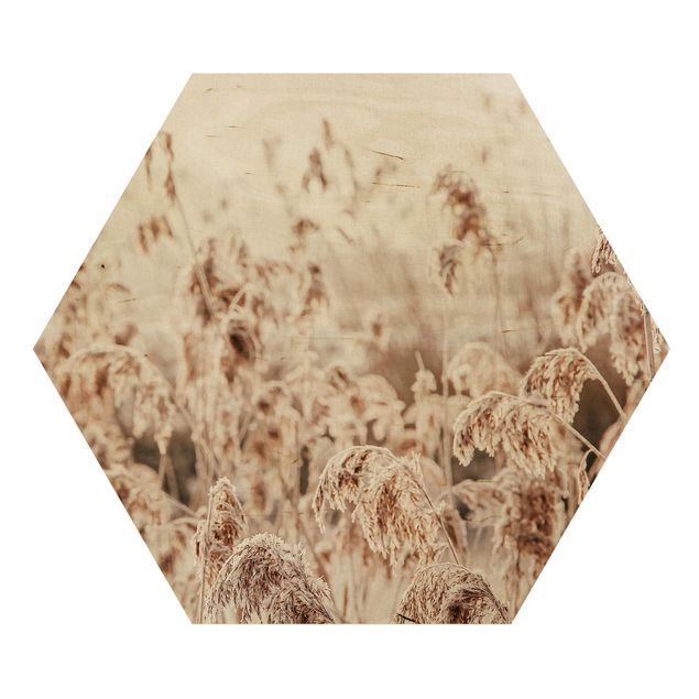 Hexagon Bild Holz - Meer von sonnigem Schilfgras