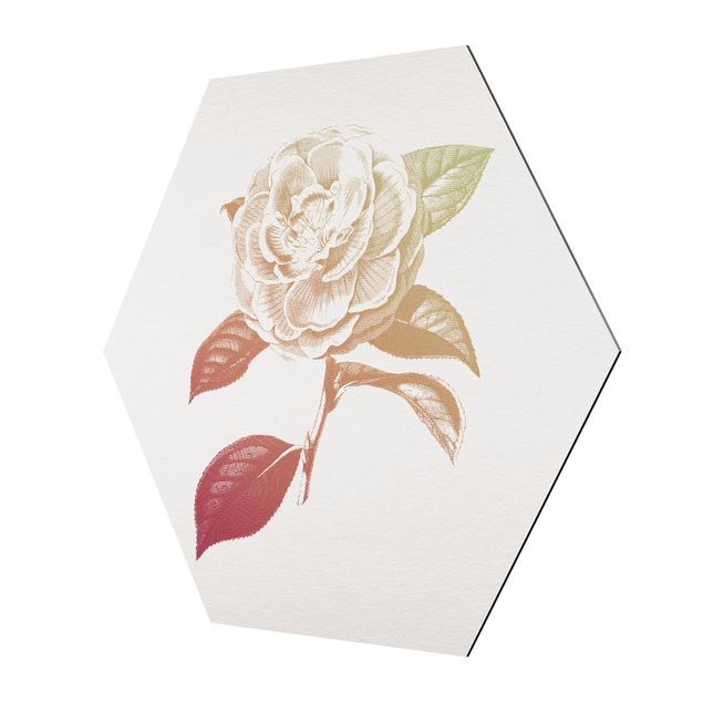 Hexagon-Alu-Dibond Bild - Modern Vintage Botanik Rose Rot Grün