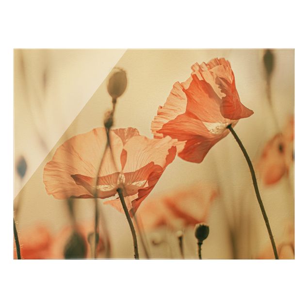 Glasbild - Mohnblüten im Sommerwind - Querformat 4:3