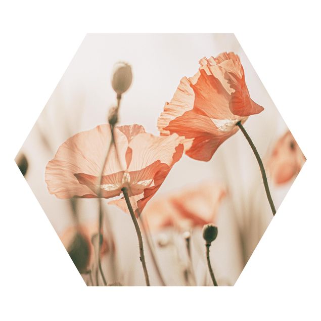 Hexagon Bild Forex - Mohnblüten im Sommerwind