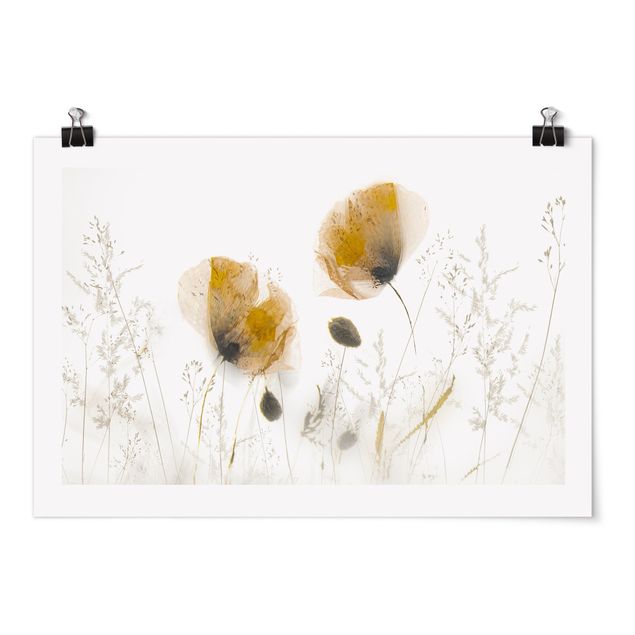 Moderne Poster Mohnblumen und zarte Gräser im weichen Nebel