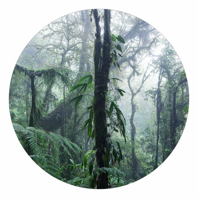 Tapete Natur Monteverde Nebelwald