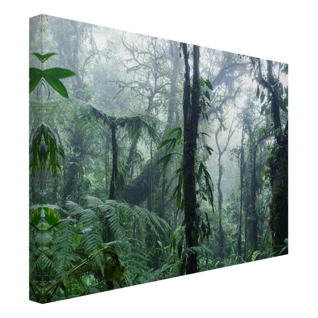 schöne Bilder Monteverde Nebelwald